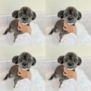 발렌티몽 이미지