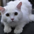 독스앤휴먼 이미지