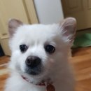 다온.댕 이미지