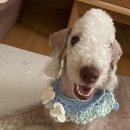 어거스트마린 | 꼴레트멍멍 강아지 고양이 니트 케이프 어거스트제이 구매후기
