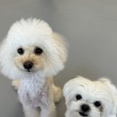 밤밤 애견유치원 이미지