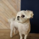 애옹애몽 이미지