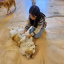 도그파우 이미지