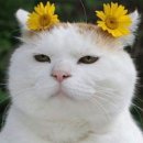 성지농원 | [파주] 식집사들의 성지 조인폴리아 대형 화훼농원 후기🌳