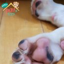 해피 이미지