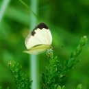 노랑나비 이미지