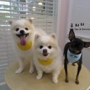 빙구네 애견미용실 네이버블로그
