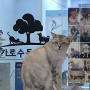 가로수동물병원 이미지