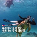 돌고래바나나노래연습장 | 보홀 발리카삭 호핑투어 l 단독 단체 장단점 총정리 내돈내산 후기