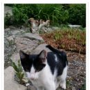 고양이천국 이미지