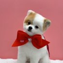 인생멍컷 이미지