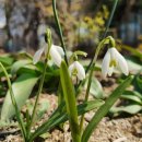 스노우드롭 이미지