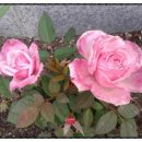 장미여인숙 이미지