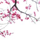삼일초등학교 건너편 이미지