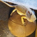 파충류카페 비비안 이미지