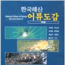 한국해산 어류도감(Marine Fishes of Korea)제2판-어탁,예술어탁,어류,fish,도서,물고기 이미지