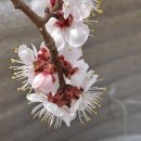 매화카센타 이미지