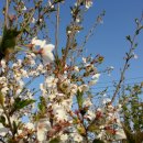 김제아리랑농원 이미지