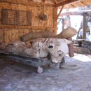 산막이옛길 하얀집 이미지