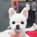 더 펫 애견샾 이미지