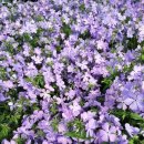 소백산향기나라 이미지