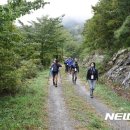 춘양목