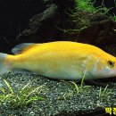 황쏘가리 Daum카페