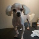 예뻐해줄개 이미지