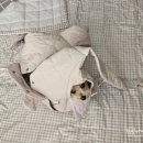 코지하우스 켄넬 이미지