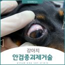 으뜸원동물병원 | 강아지 안검종괴제거술 -으뜸원동물병원