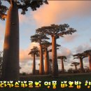 진주시의 온실에서, 아프리카 희귀목-《바오밥》나무를 접하다. 이미지