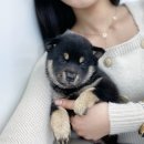 건강한 강아지 이미지