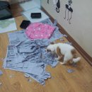 달링동물병원 이미지