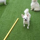 강아지를부탁해(돌봄) 이미지