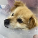 린동물병원 이미지