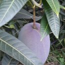 일영농장 이미지