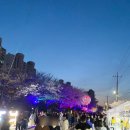 금파초등학교앞 김포대로926번길 | 김포 벚꽃 명소 계양천 벚꽃축제 위치 다녀온 후기 주차꿀팁