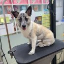 와와리 애견미용 이미지