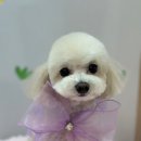 미용하는 훈련사 이미지