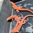 알비유통 | [테구 아일랜드] 미국 Arizona Pheonix Reptile Expo 방문기