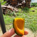 호골농장 이미지