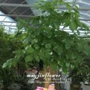 MARYJINFlower