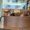 고냥이네 | 홍대 합정 조용한 카페 디스코플래닛 전메뉴 3500원, 고냥이 후기