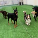 일성유치원 이미지