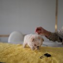 루루퍼피 이미지