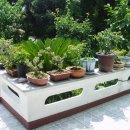 제주민들레 이미지