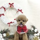 퍼피포유 이미지