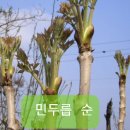함안두릅