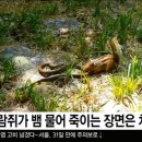 다람쥐 이미지