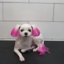 프리티펫 이미지